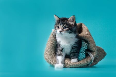 fluffy tabby kitten gets out of the sack on a turquoise backgroundの写真素材