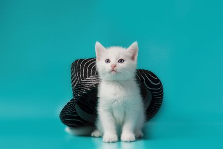 white fluffy kitten under a black striped summer hat on a turquoise backgroundの写真素材