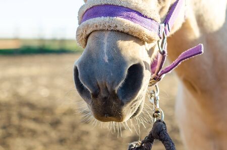 horse nose and mouth in harness closeupの写真素材