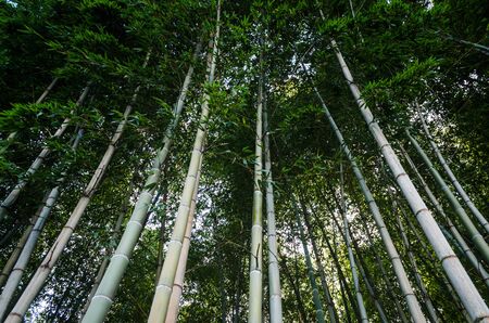 bottom view in high bamboo forest with blue sky in Georgiaの写真素材