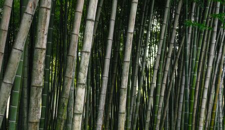 pattern background green bamboo forest in a park in Georgia in the afternoonの写真素材