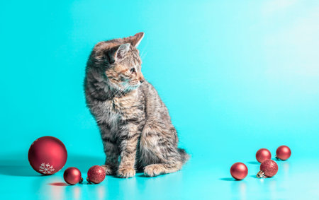 little gray kitten and red christmas balls on a light backgroundの写真素材