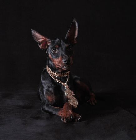 black and tan miniature pinscher puppy with a golden hip-hop pendant crossed his legs on a black backgroundの写真素材