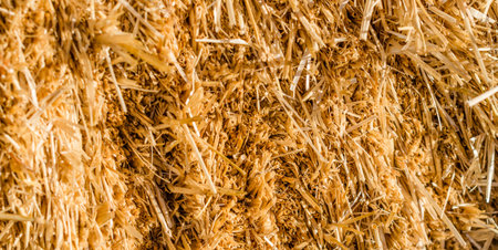 forage for animal feed texture of a sheaf of yellow straw on bright a sunny day