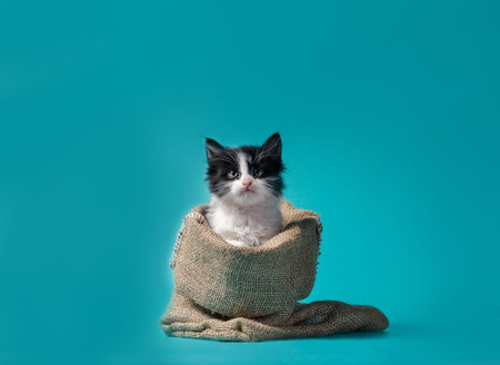 little kitten in a sack turquoise background