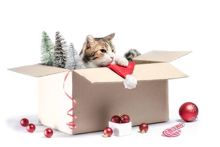 gray cat sits in a box with New Year decorations isolated on white backgroundの写真素材