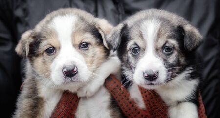 two little puppies in human hands close upの写真素材