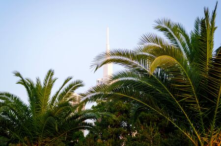 tropical background green palm leaves and blue skyの写真素材