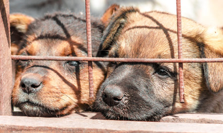 two purebred puppies muzzle behind bars in a shelter