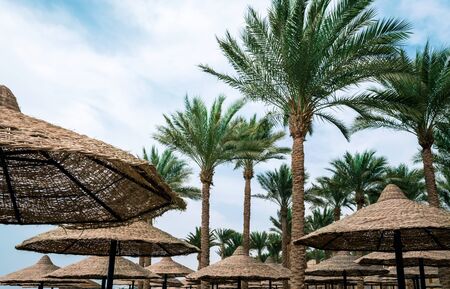 tall palm trees and wicker beach umbrellas in egypt tropical background without peopleの写真素材