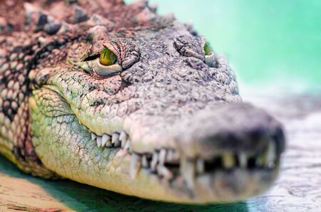 crocodile head with toothy mouth and yellow eye close up on a green backgroundの写真素材