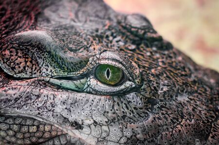 crocodile head with green eye close up on a yellow backgroundの写真素材