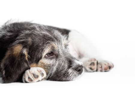 dreaming mongrel puppy on a white background isolated close upの写真素材