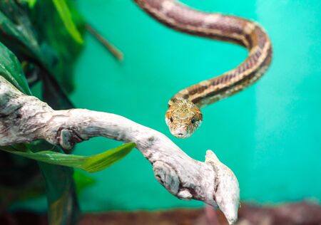 head and eye of a snake hanging on a branch isolated on a green background close upの写真素材