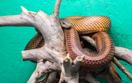 head and eye of a snake hanging on a branch isolated on a green background close up