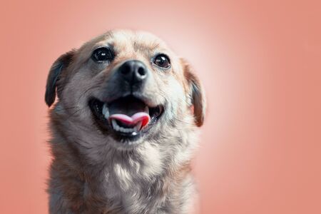 happy smiling mongrel red dog on a peach colourbackgroundの写真素材