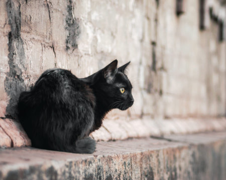 street black cat sits near an old brick house and watches close upの写真素材