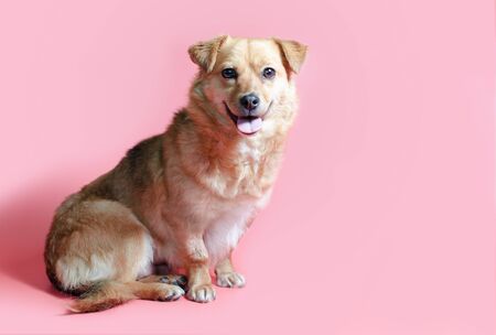 happy smiling mongrel red dog on a rose colour backgroundの写真素材
