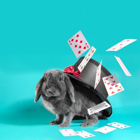 Gray dwarf rabbit under a hat with a cylinder and flying cards on a turquoiseの写真素材