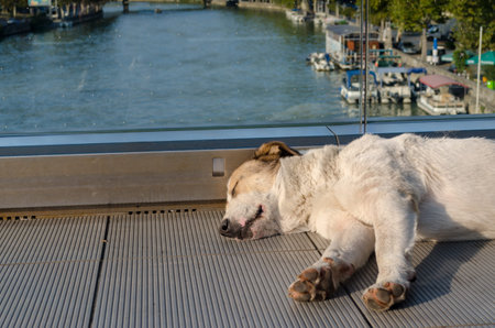 white-red-haired dog calmly sleeps on a foot bridge over the Kura River in Tbilisi Georgia