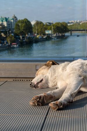 white-red-haired dog calmly sleeps on a foot bridge over the Kura River in Tbilisi Georgiaの写真素材