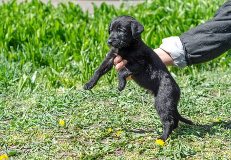 little black mongrel puppy in female hands on a green lawn with yellow dandelionsの写真素材