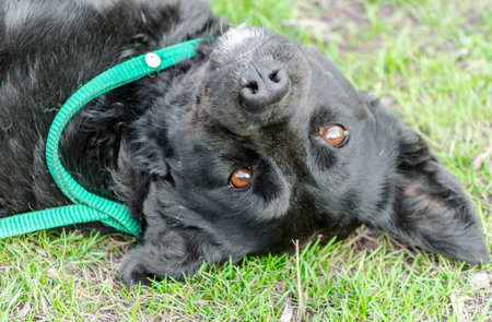 black pooch dog lying upside down on green grass lawnの写真素材
