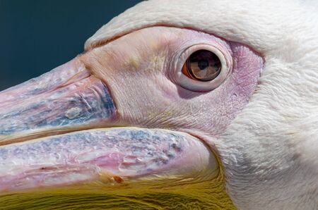 head and beak of a great white pelican in detail close upの写真素材