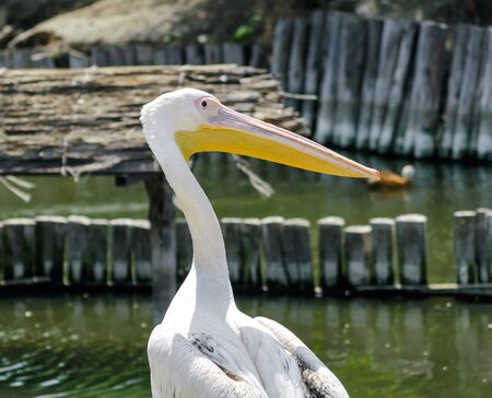 big white pelican on the lake on the background of wooden postsの写真素材