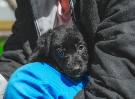 pet care portrait of a black puppy mongrel in the arms of a manの写真素材