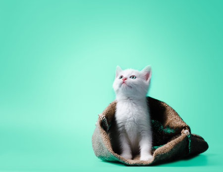 idiom white kitten in a sack on light green backgroundの写真素材