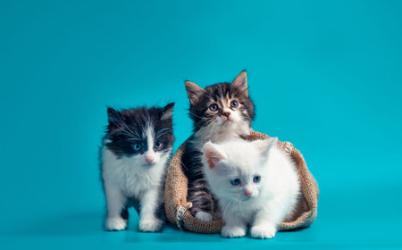 two kittens in a sack and one next to the bag on a turquoise backgroundの写真素材