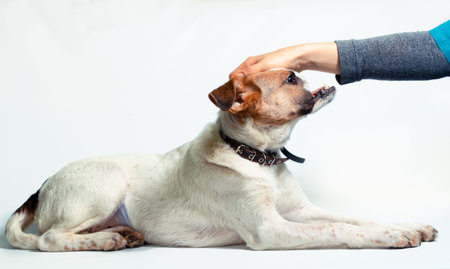 female hand stroking invalid dog with amputated upper jaw