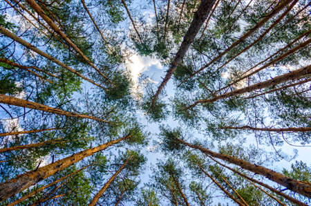 bottom view of tall pine trees in the forest against the sky and clouds nature backgroundの写真素材