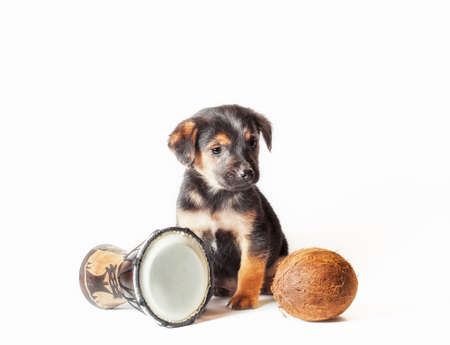 black and tan little puppy with african drum and coconutの写真素材