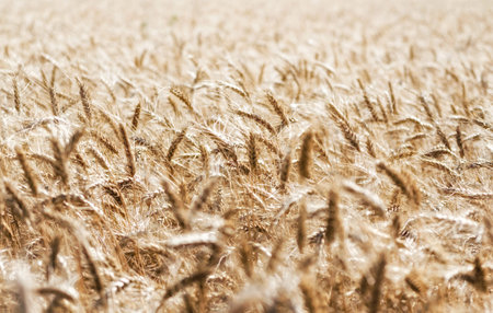 spikelets of wheat on the field closeup farm background