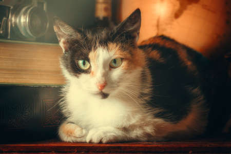 tricolor adult cat among old things in the sunlightの写真素材