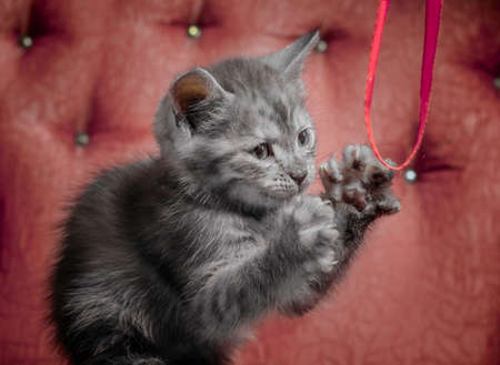 gray outbred kitten on a red sofa plays with a ribbonの写真素材