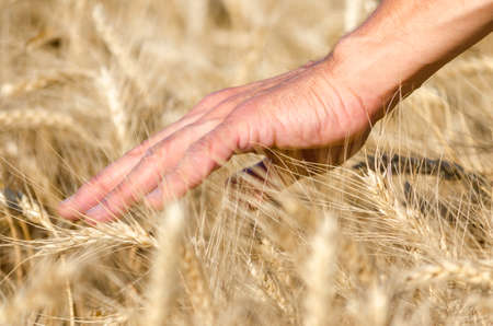 farmers male hand touching spikelets of wheat on the field close upの写真素材