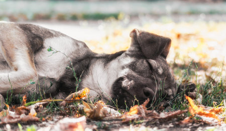 mongrel dog sleeping in the park on the ground close up