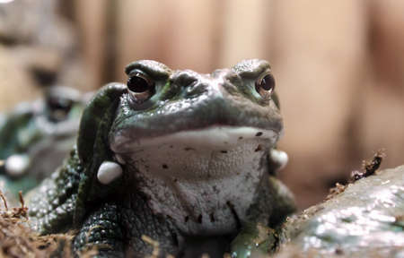 frog with a hypnotic gaze looks at the camera close upの写真素材