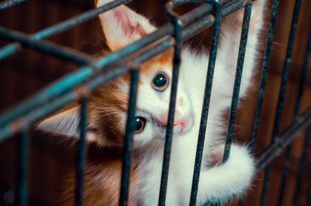small kitten color tabby in the cage looks through the bars close upの写真素材