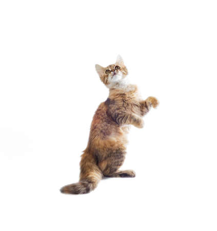 funny fluffy piebald cat stands on its hind legs on a white backgroundの写真素材