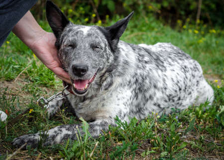 big mongrel speckled dog stroking on a green lawnの写真素材