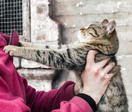 parting tabby fat cat clawed at a woman in a pink fleece jacketの写真素材