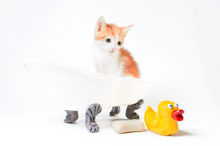 grooming red and white kitten sits in a toy bathtub next to a bar of soap and a yellow rubber duckie