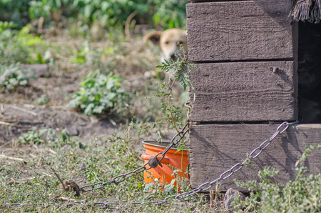 wooden doghouse with old bowl chain and dog in the background