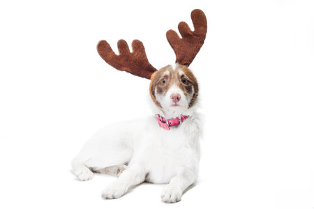 mongrel dog with New Year and Christmas deer antlers on a white backgroundの写真素材
