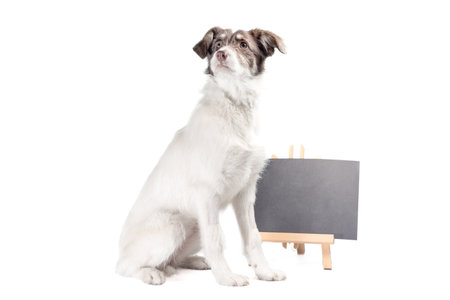 white and brown dog lies near empty chalk board on white backgroundの写真素材