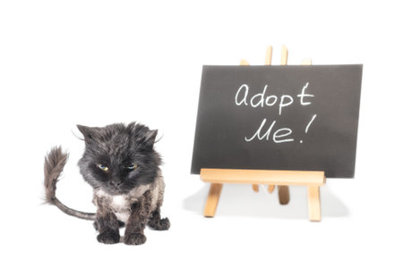 angry black shorn cat next to a chalk board with the inscription adopt me on a white backgroundの写真素材